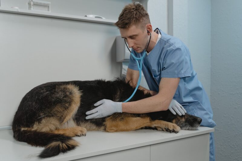 Elegir el veterinario es crucial para mantener a tu perro contento