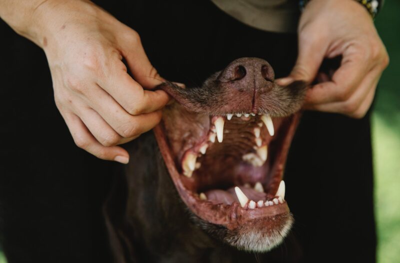 Para una buena salud es importante el cuidal bucal de tu mascota