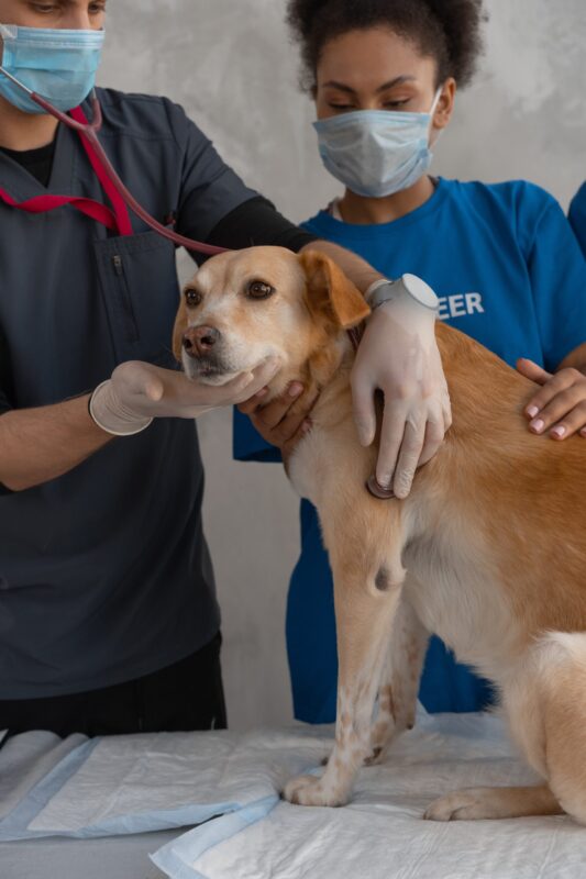La esterilización de mascotas puede ser fundamental para su salud y bienestar