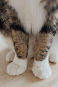 El corte de uñas es importante para la salud de los gatos