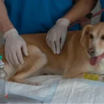 Descubre a las veterinarias más conocidas en Lima