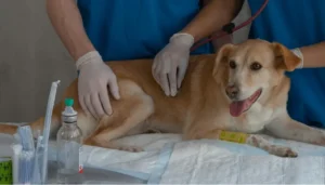 Descubre a las veterinarias más conocidas en Lima
