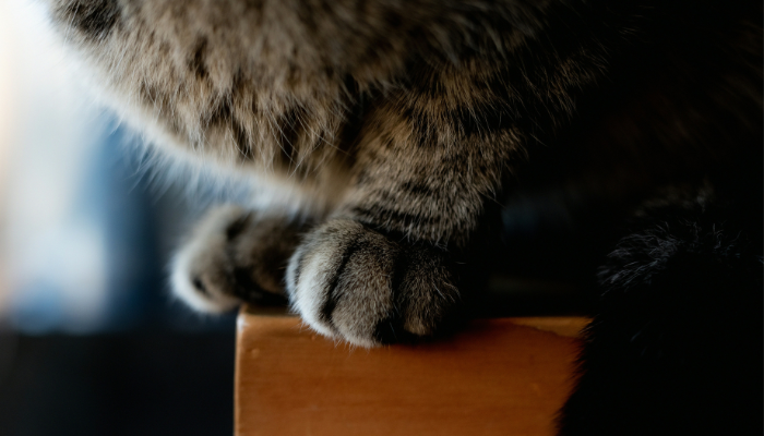 El corte de uñas es importante para la salud de los gatos