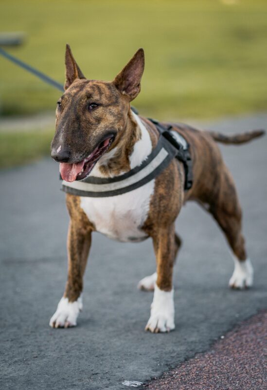 Bull terrier siempre ha tenido mala reputación por la fuerza de su mordida