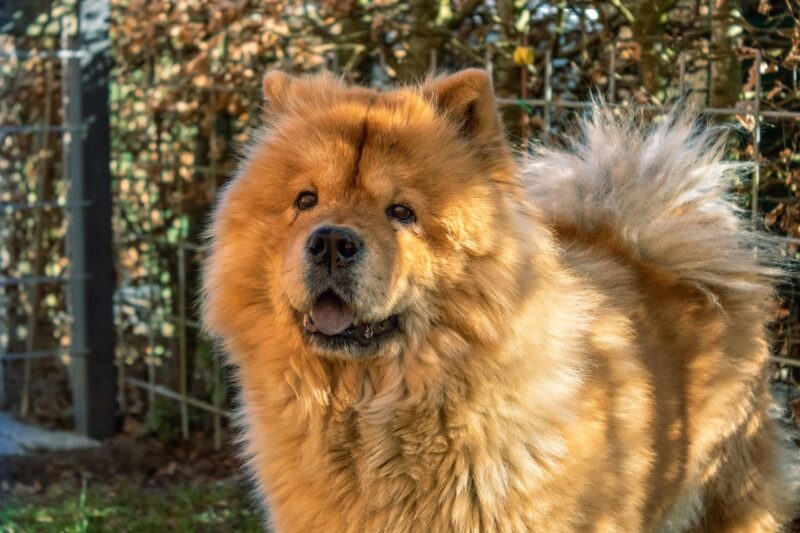 Los Chow Chow pueden reaccionar ante la presencia de extraños