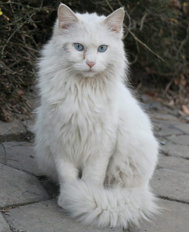 el Gato Angora Turco es muy hermoso