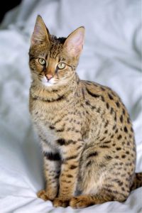 Un exótico gato savannah