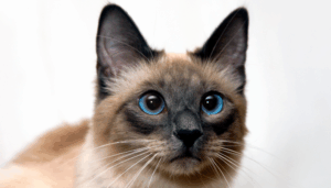 Razas de gatos populares