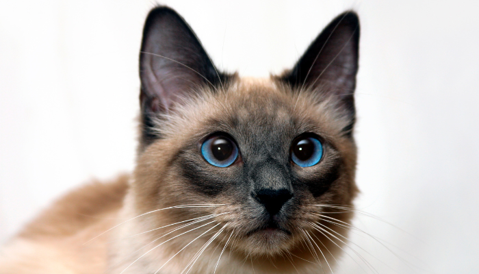 Razas de gatos populares