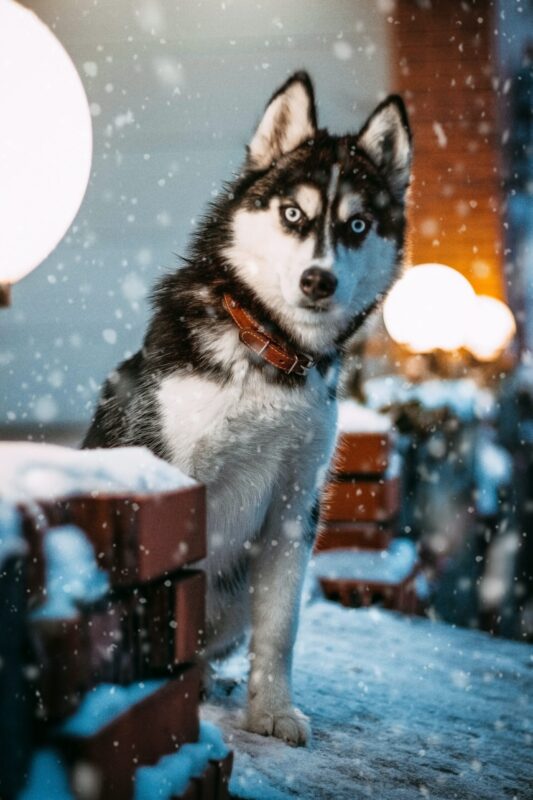 Un huskie siberiano bajo la nieve