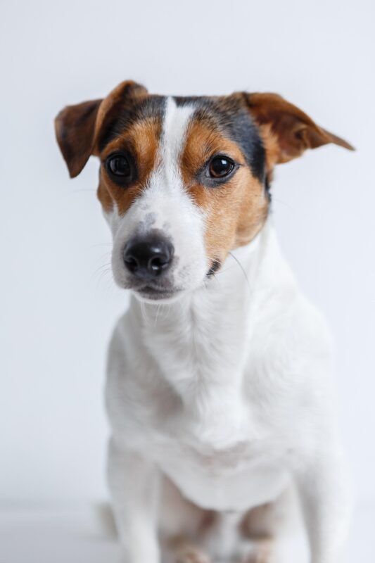 Una de las razas de perros pequeños muy popular es el Jack Russell