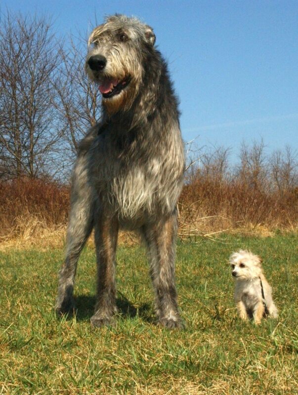 El lobero irlandés es un perro gigante