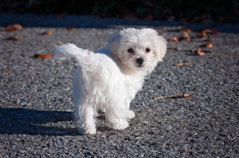 El perro bichón maltés es de las razas de perros más cotizadas