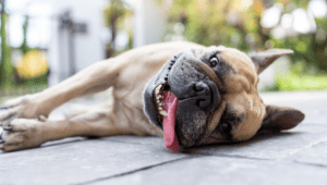 El golpe de calor puede afectar a cualquier perro