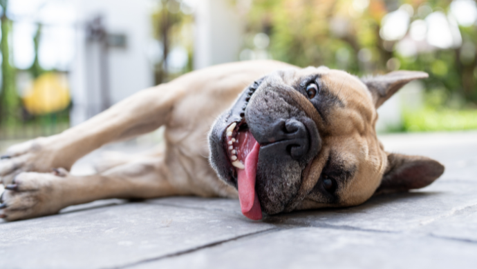 El golpe de calor puede afectar a cualquier perro