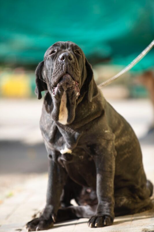 El mastin napolitano es de los perros más grandes