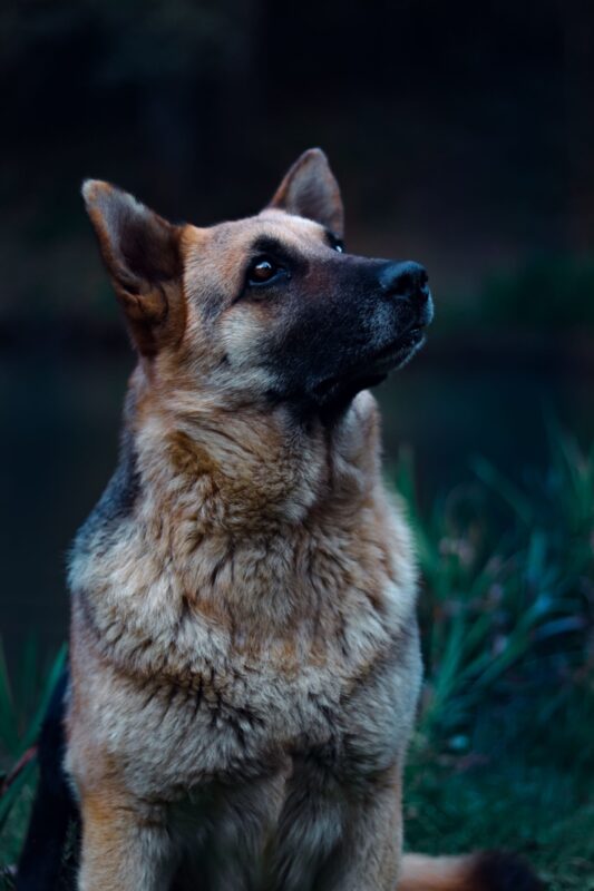 La mirada de un perro popular dentro de la cultura, el pastor alemán