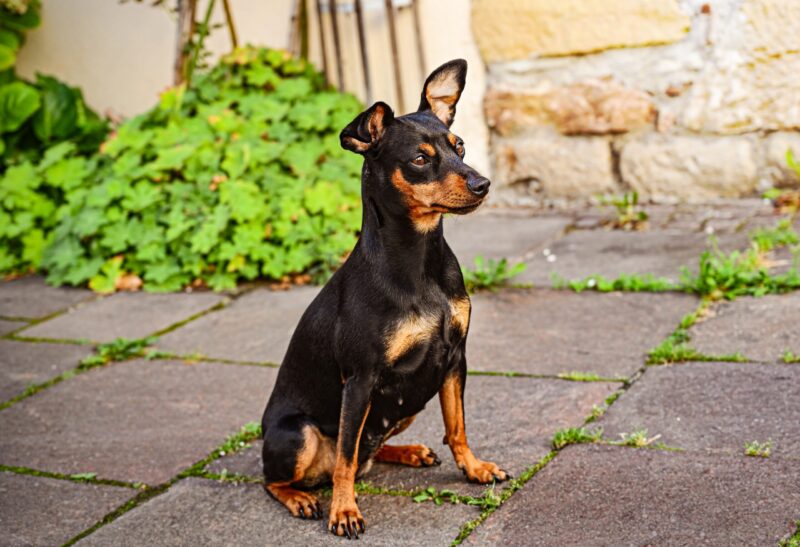 El pinsher miniatura es un perro muy activo