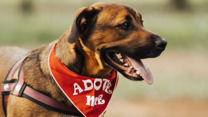 Puedes adoptar a un perro desde una pet shop