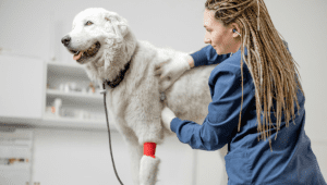 Descubre a las veterinarias más conocidas en Lima
