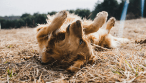 Hay que saber elegir el mejor antipulgas para perros