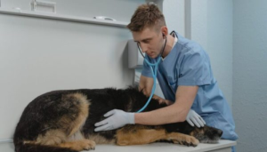 Elegir el veterinario es crucial para mantener a tu perro contento