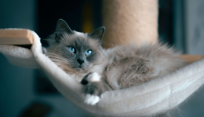 Los gatos con pelaje abundante tienen muchas bolas de pelo