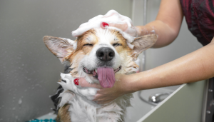 Los perros deben tener una frecuencia de baño establecida