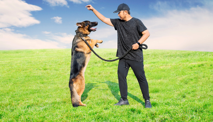 Debes saber quién puede entrenar a tu perro