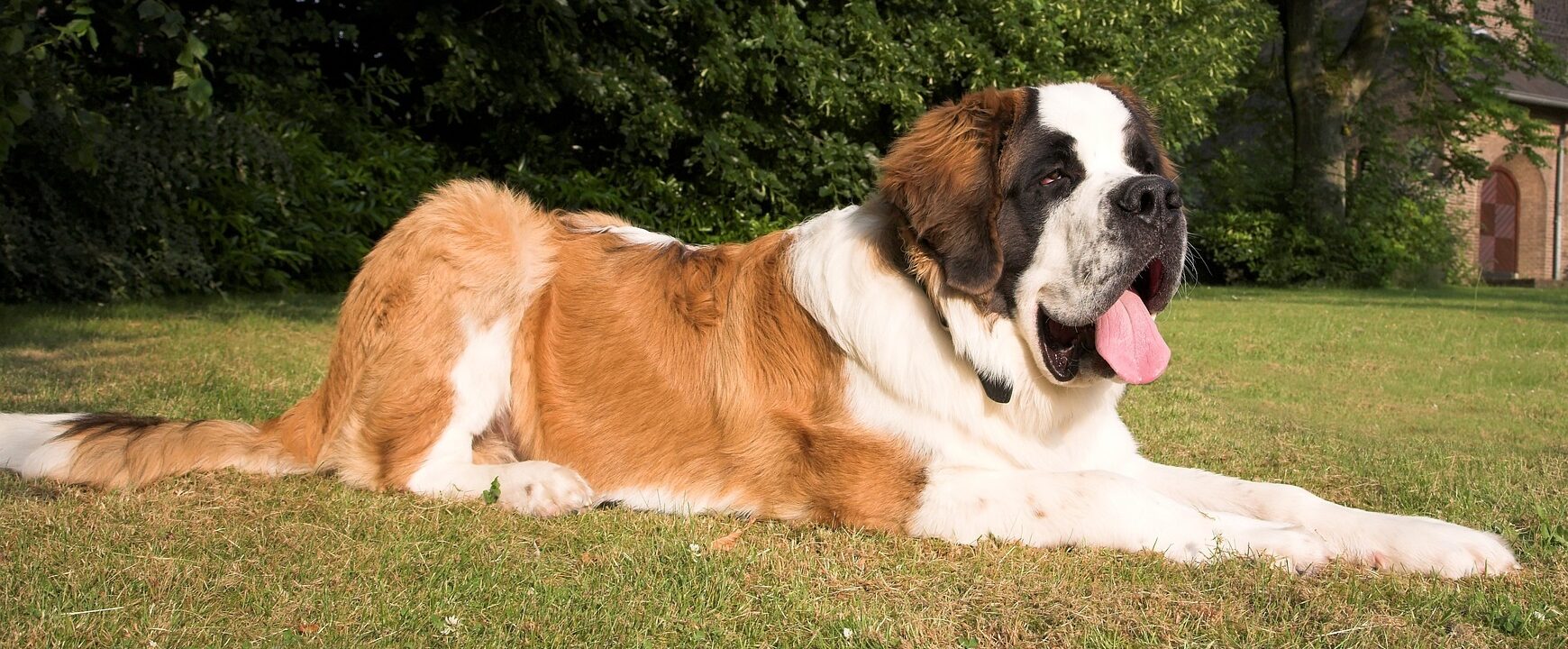 Los perros San Bernando se considera de las razas más grandes del mundo