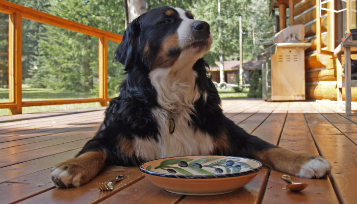 Qué tipo de comida existen para perros