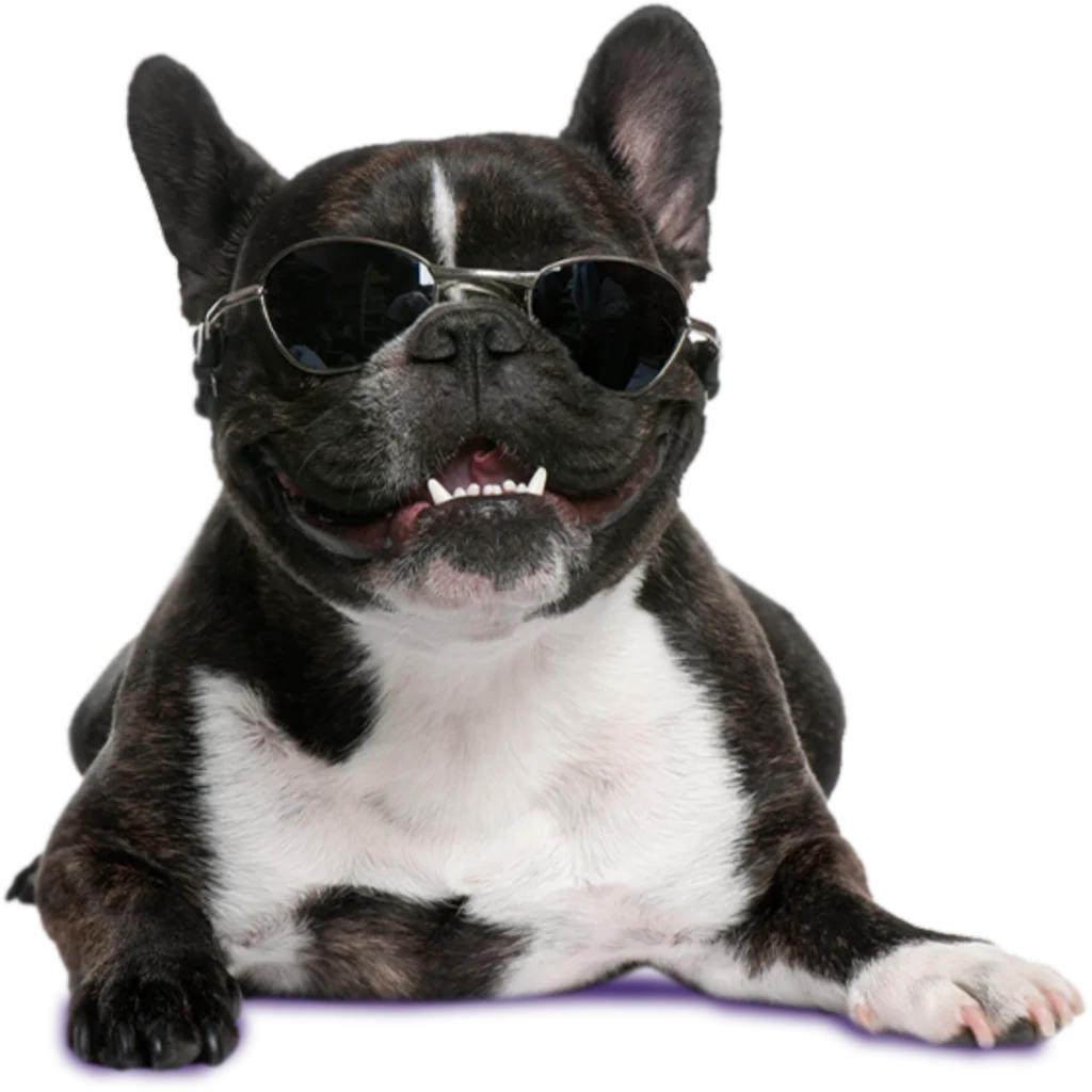 french bulldog 4 years old wearing sunglasses in 2021 08 26 18 01 32 utc copia@2x