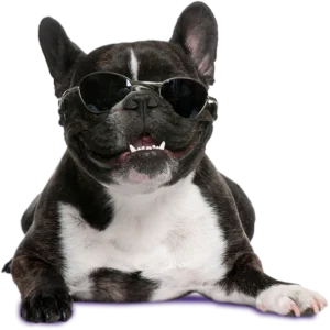 french bulldog 4 years old wearing sunglasses in 2021 08 26 18 01 32 utc copia@2x