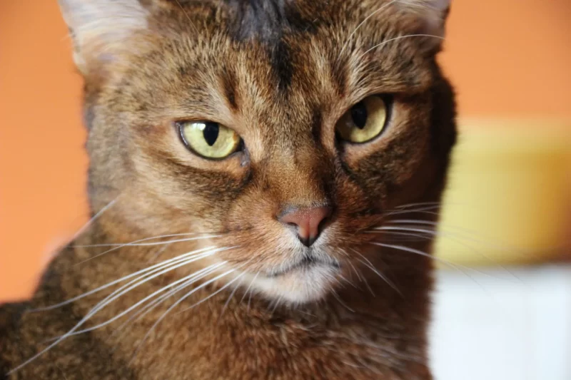 El gato abisinio es muy familiar y una raza de gato para niños