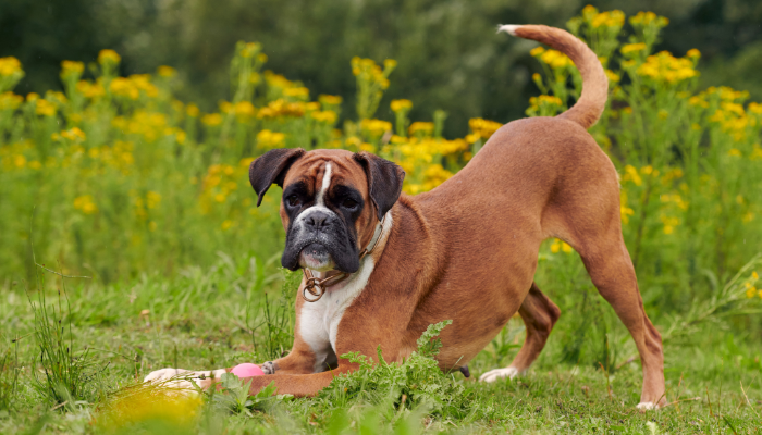 El boxer es un perro para hacer ejercicios por su energía a pesar de ser braquicéfalo