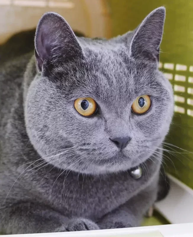 El azul es un gato muy elegante en su caminar