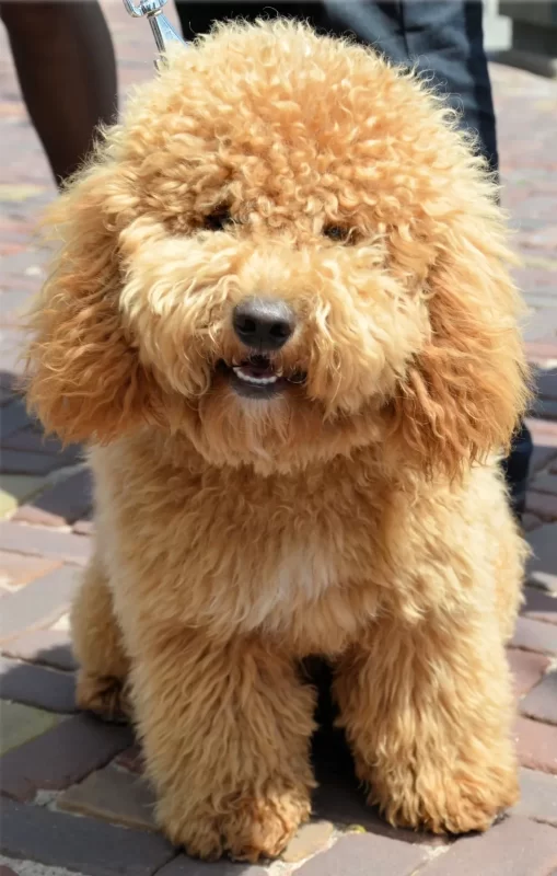 El bichón frisé suele participar en exhibiciones caninas