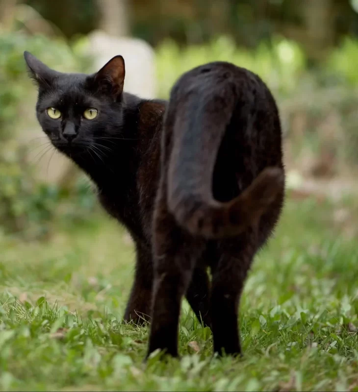 El gato Bombay es reconocido por su pelaje negro y su parecido a una pequeña pantera