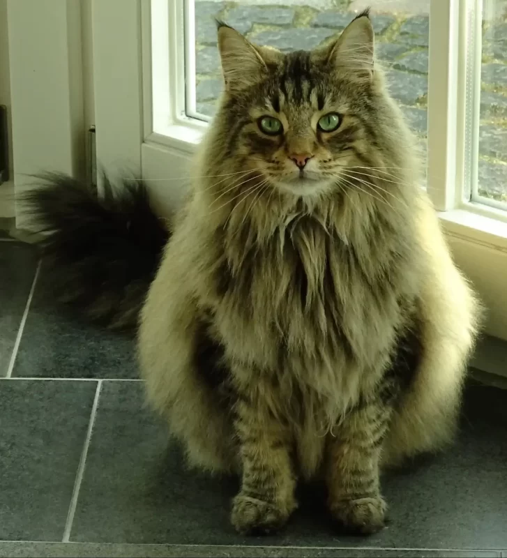 El gato noruego es de la razas de gatos más reconocidas por su gorguera