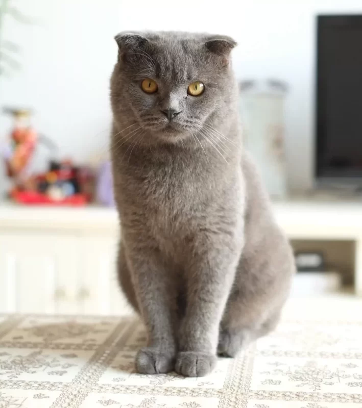 El gato de pelo corto británico es reconocido por su pelaje y su forma