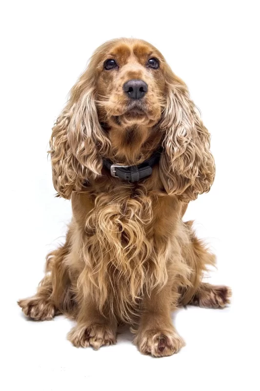 El cocker spaniel es una raza de perro que requiere de atencion en su pelaje