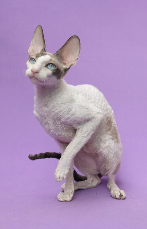 De las razas de gatos más hermosas está el cornish rex