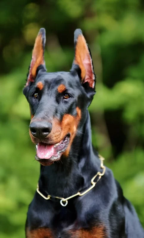El Dóberman es una raza de perro potencialmente peligrosa en Perú