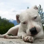 El dogo argentino se considera dentro de las razas PPP en Perú