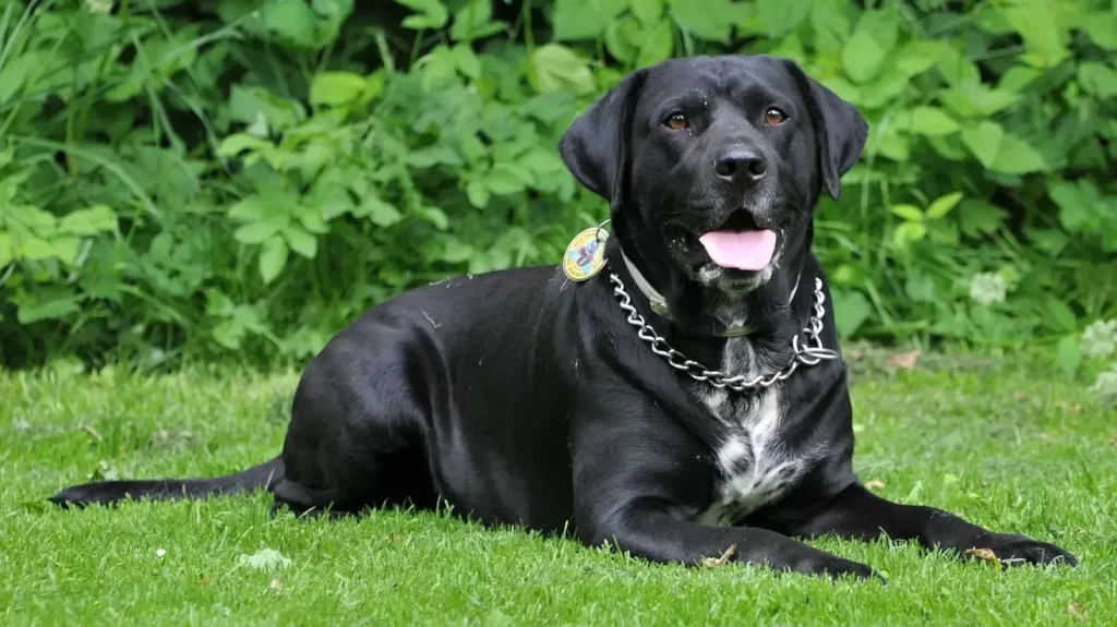 El Labrador Retriever es un perro fiel y cariñoso