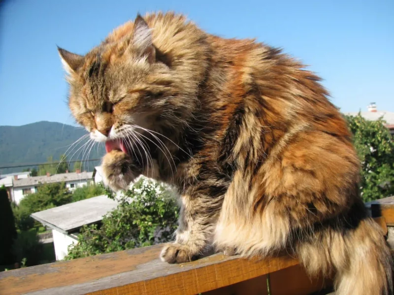 Una raza ideal para niños es el maine coon