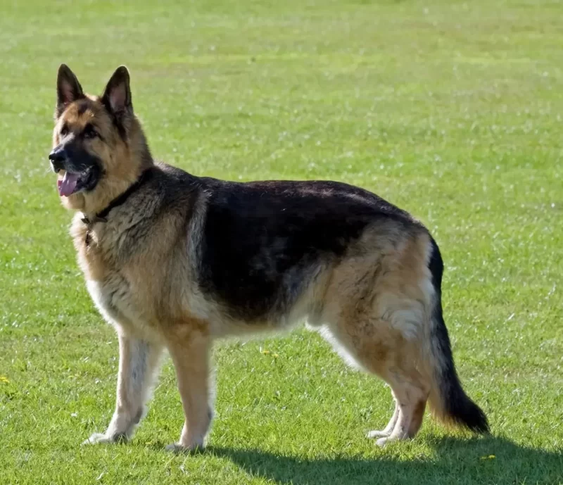 El pastor alemán es una raza de perro guardián que ha vuelto muy conocido