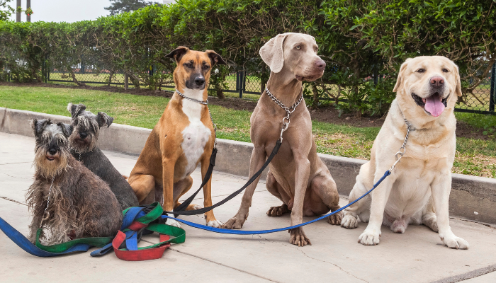 Diferentes razas de perros que puedes encontrar