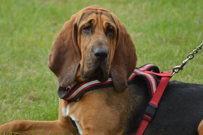 Los San Huberto también se conocen como Bloodhound