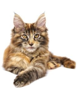 A pesar de su gran tamaño, el maine coon es excelente compañero de un niño